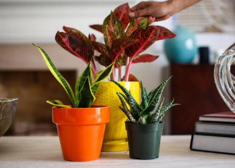 最好的室内植物提供更清洁的空气