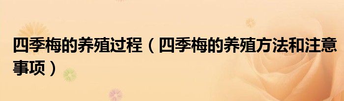 四季梅的养殖过程(四季梅的养殖方法和注意事项)