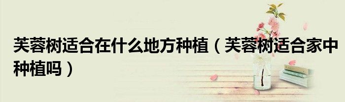 芙蓉树适合在什么地方种植(芙蓉树适合家中种植吗)