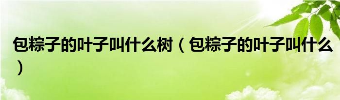 包粽子的叶子叫什么树(包粽子的叶子叫什么)