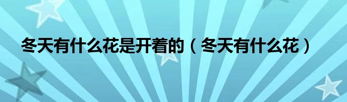 冬天有什么花是开着的(冬天有什么花)