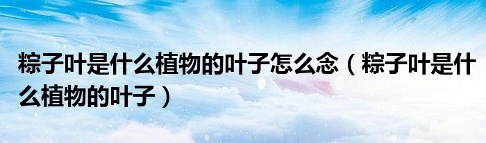粽子叶是什么植物的叶子怎么念(粽子叶是什么植物的叶子)