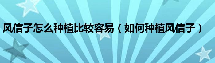 风信子怎么种植比较容易(如何种植风信子)