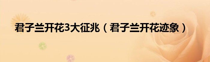 君子兰开花3大征兆(君子兰开花迹象)