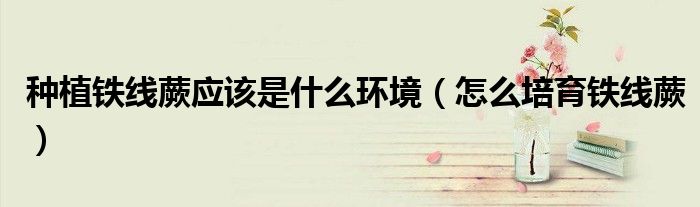 种植铁线蕨应该是什么环境(怎么培育铁线蕨)