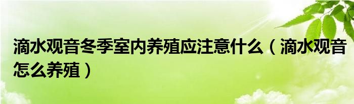 滴水观音冬季室内养殖应注意什么(滴水观音怎么养殖)