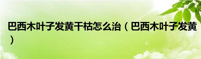 巴西木叶子发黄干枯怎么治(巴西木叶子发黄)