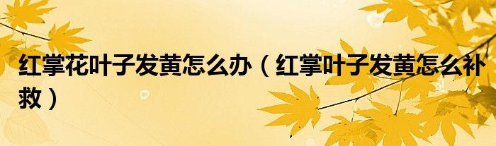 红掌花叶子发黄怎么办(红掌叶子发黄怎么补救)
