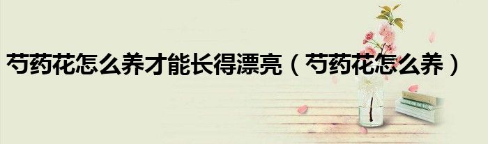 芍药花怎么养才能长得漂亮(芍药花怎么养)