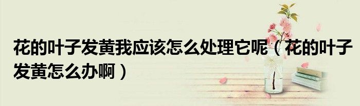 花的叶子发黄我应该怎么处理它呢(花的叶子发黄怎么办啊)