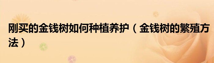 刚买的金钱树如何种植养护(金钱树的繁殖方法)