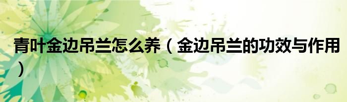 青叶金边吊兰怎么养(金边吊兰的功效与作用)