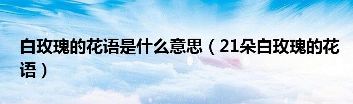 白玫瑰的花语是什么意思(21朵白玫瑰的花语)