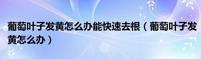 葡萄叶子发黄怎么办能快速去根(葡萄叶子发黄怎么办)