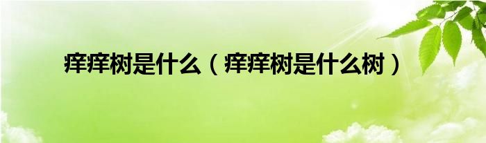 痒痒树是什么(痒痒树是什么树)