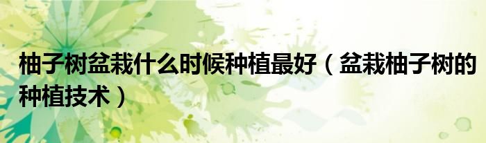 柚子树盆栽什么时候种植最好（盆栽柚子树的种植技术）