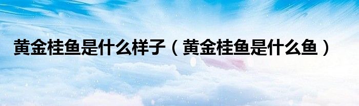 黄金桂鱼是什么样子(黄金桂鱼是什么鱼)