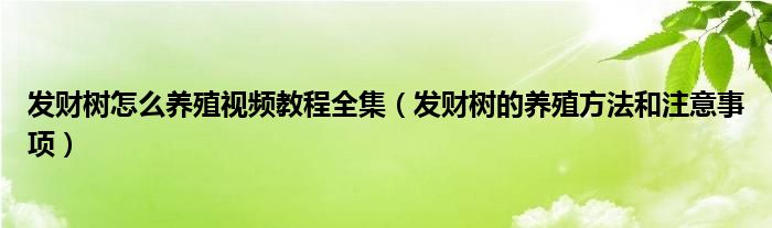发财树怎么养殖视频教程全集(发财树的养殖方法和注意事项)