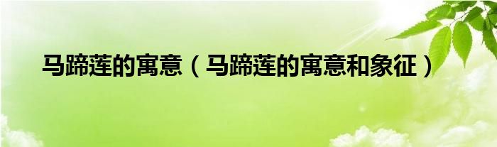 马蹄莲的寓意(马蹄莲的寓意和象征)