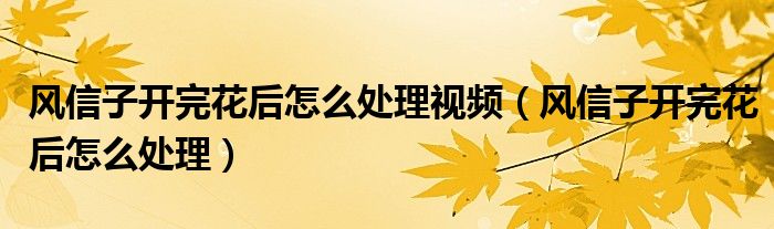 风信子开完花后怎么处理视频（风信子开完花后怎么处理）