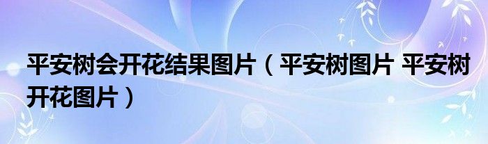 平安树会开花结果图片(平安树图片 平安树开花图片)
