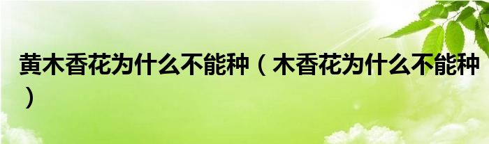 黄木香花为什么不能种(木香花为什么不能种)