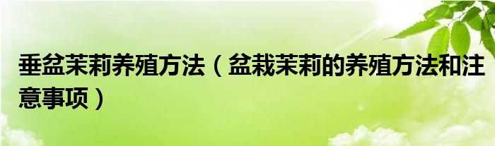 垂盆茉莉养殖方法(盆栽茉莉的养殖方法和注意事项)