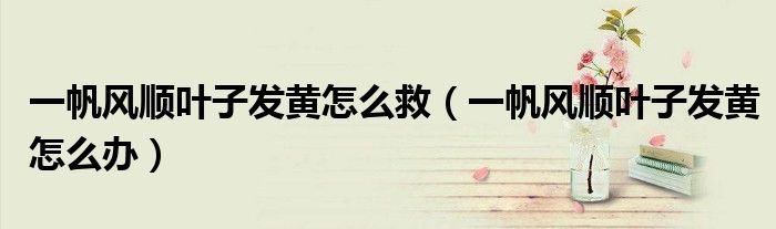 一帆风顺叶子发黄怎么救(一帆风顺叶子发黄怎么办)