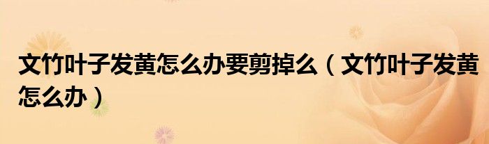 文竹叶子发黄怎么办要剪掉么(文竹叶子发黄怎么办)