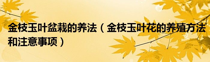 金枝玉叶盆栽的养法(金枝玉叶花的养殖方法和注意事项)