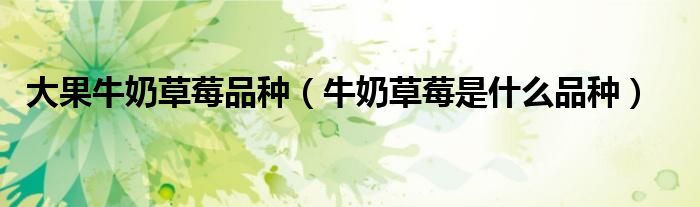 大果牛奶草莓品种(牛奶草莓是什么品种)