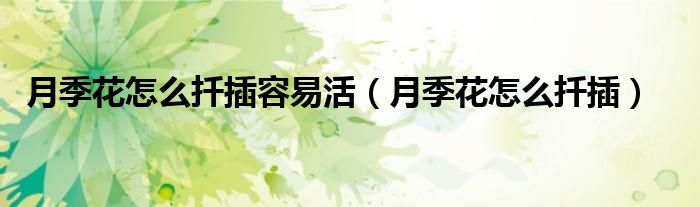 月季花怎么扦插容易活(月季花怎么扦插)