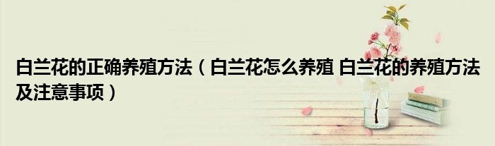 白兰花的正确养殖方法（白兰花怎么养殖 白兰花的养殖方法及注意事项）
