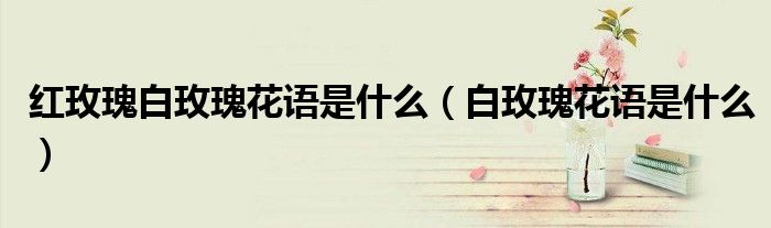 红玫瑰白玫瑰花语是什么(白玫瑰花语是什么)