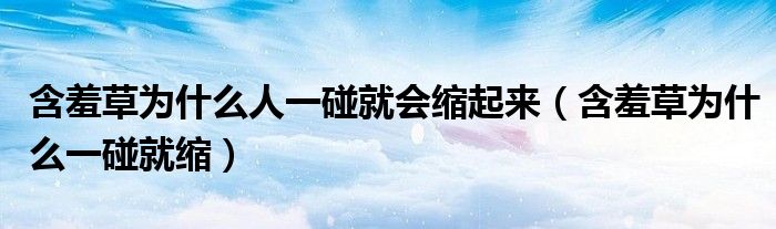 含羞草为什么人一碰就会缩起来(含羞草为什么一碰就缩)
