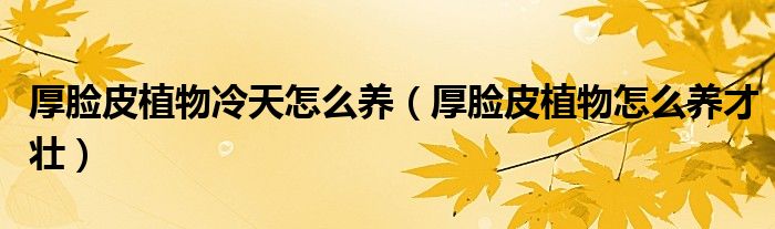 厚脸皮植物冷天怎么养(厚脸皮植物怎么养才壮)