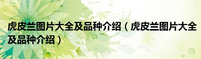 虎皮兰图片大全及品种介绍(虎皮兰图片大全及品种介绍)