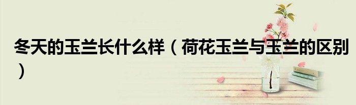 冬天的玉兰长什么样(荷花玉兰与玉兰的区别)