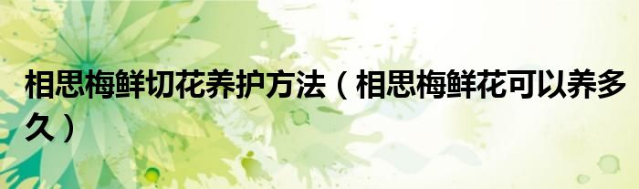 相思梅鲜切花养护方法(相思梅鲜花可以养多久)