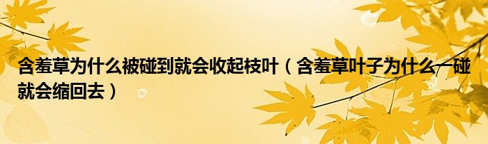 含羞草为什么被碰到就会收起枝叶(含羞草叶子为什么一碰就会缩回去)
