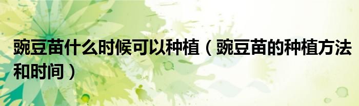 豌豆苗什么时候可以种植(豌豆苗的种植方法和时间)