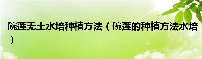 碗莲无土水培种植方法(碗莲的种植方法水培)