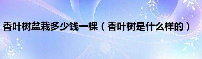 香叶树盆栽多少钱一棵(香叶树是什么样的)