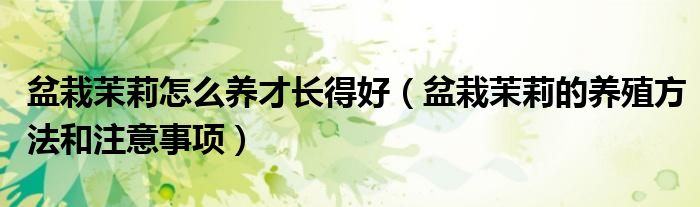 盆栽茉莉怎么养才长得好(盆栽茉莉的养殖方法和注意事项)