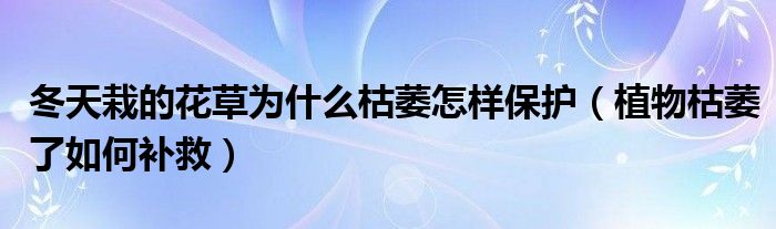 冬天栽的花草为什么枯萎怎样保护(植物枯萎了如何补救)