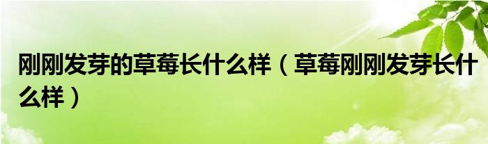 刚刚发芽的草莓长什么样(草莓刚刚发芽长什么样)