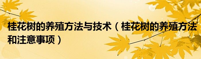 桂花树的养殖方法与技术（桂花树的养殖方法和注意事项）