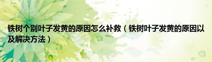 铁树个别叶子发黄的原因怎么补救(铁树叶子发黄的原因以及解决方法)