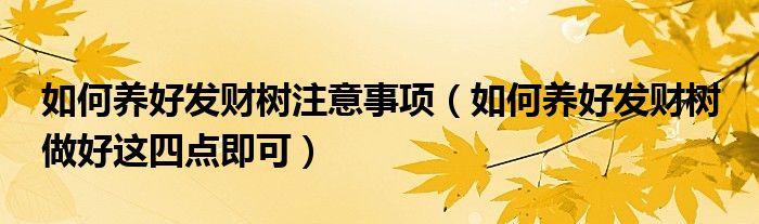 如何养好发财树注意事项(如何养好发财树 做好这四点即可)