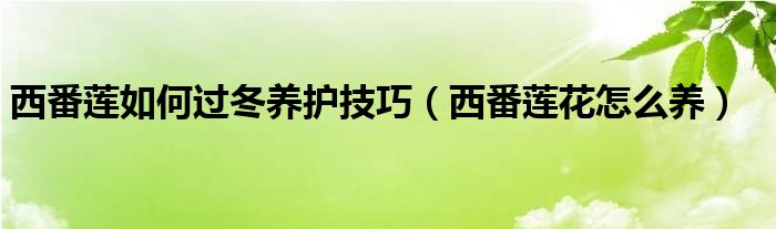 西番莲如何过冬养护技巧(西番莲花怎么养)